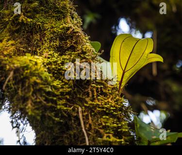 Moss da Mossy Highland, Cameron Highland, Pahang Malesia Foto Stock