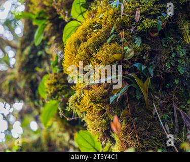 Moss da Mossy Highland, Cameron Highland, Pahang Malesia Foto Stock