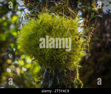 Moss da Mossy Highland, Cameron Highland, Pahang Malesia Foto Stock