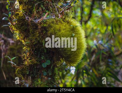 Moss da Mossy Highland, Cameron Highland, Pahang Malesia Foto Stock