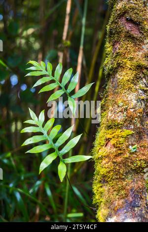 Moss da Mossy Highland, Cameron Highland, Pahang Malesia Foto Stock