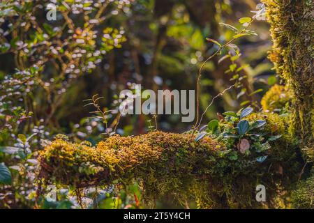 Moss da Mossy Highland, Cameron Highland, Pahang Malesia Foto Stock