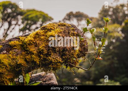 Moss da Mossy Highland, Cameron Highland, Pahang Malesia Foto Stock