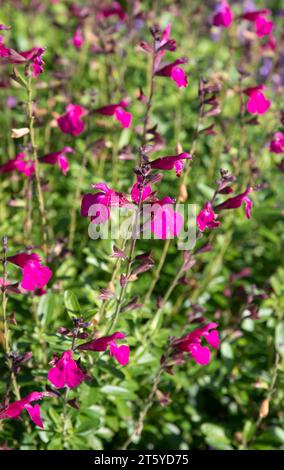 La Salvia x jamensis 'Lampone Royale Foto Stock