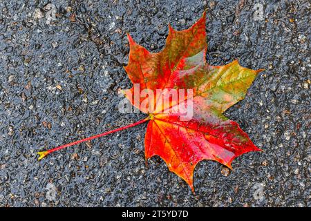 La colorata foglia d'acero poggia su asfalto bagnato. Vista dall'alto, foto macro Foto Stock