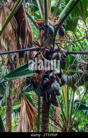 Coco de mer Tree (cocco di mare) con i suoi frutti chiamato anche amore cocco, cocco-fesse, Vallée de mai, Seychelles Foto Stock