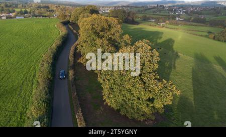 Gli alberi veterani di Bream Road, Forest of Dean, Gloucestershire. Foto Stock