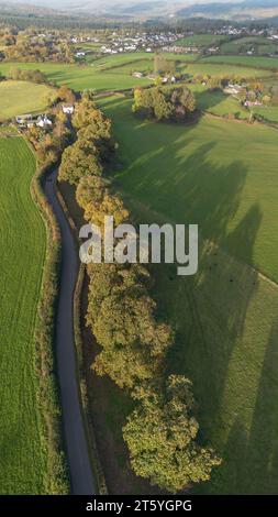 Gli alberi veterani di Bream Road, Forest of Dean, Gloucestershire. Foto Stock