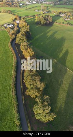 Gli alberi veterani di Bream Road, Forest of Dean, Gloucestershire. Foto Stock