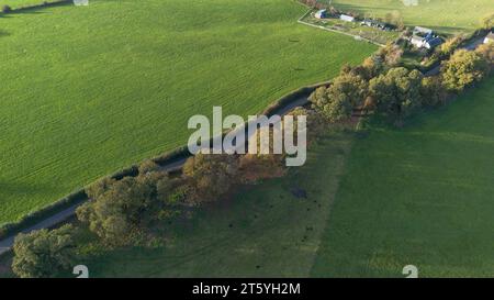 Gli alberi veterani di Bream Road, Forest of Dean, Gloucestershire. Foto Stock