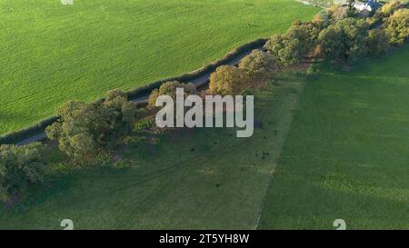 Gli alberi veterani di Bream Road, Forest of Dean, Gloucestershire. Foto Stock
