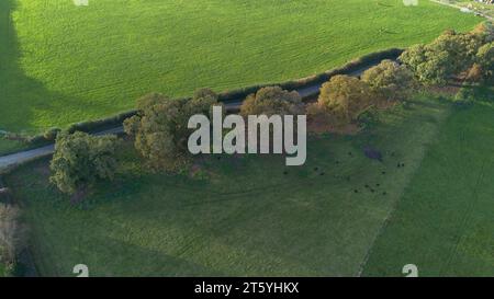 Gli alberi veterani di Bream Road, Forest of Dean, Gloucestershire. Foto Stock