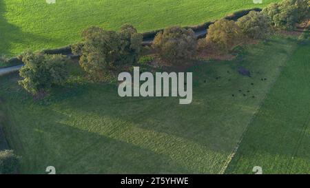 Gli alberi veterani di Bream Road, Forest of Dean, Gloucestershire. Foto Stock