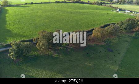 Gli alberi veterani di Bream Road, Forest of Dean, Gloucestershire. Foto Stock