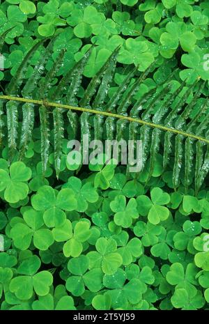 Oregon Oxalis (Oxalis oregana) e felce di spada (Polystichum munitum) sul Sam's River Loop Trail, Olympic National Park, Washington Foto Stock