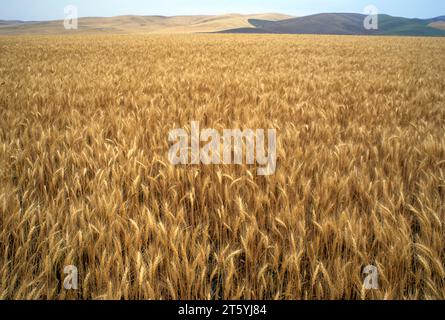 Touchet River Valley campo di grano, Walla Walla County, Washington Foto Stock