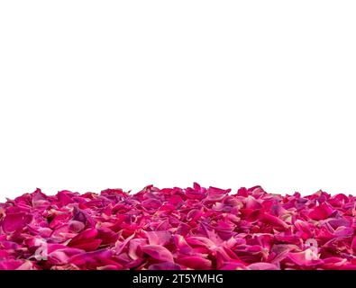 Petali rosa profondi come cornice sul lato della foto isolata su bianco con percorso di ritaglio incluso e spazio per la copia Foto Stock