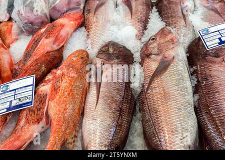 Orata di mare rossa, nota anche come orata di mare rosa (Pagellus erythrinus), mercato del pesce, mercato del Mercado dos Lavradores, Funchal, Isola di Madeira, Portogallo Foto Stock