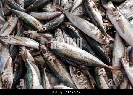 Aringa (Clupeidae), mercato del pesce, mercato Mercado dos Lavradores, Funchal, Isola di Madeira, Portogallo Foto Stock
