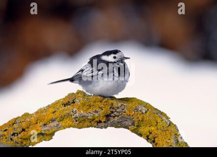 Pied Wagtail (Motacilla alba yarrellii) uccello arroccato su tronchi ricoperti di licheni in giardino in caso di condizioni climatiche invernali avverse, Berwickshire, Scozia Foto Stock