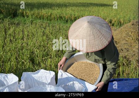 VIETNAM, provincia di Yen Bai, Cam Nhan, piccoli agricoltori che tremano il riso dopo il raccolto / Kleinbauern dreschen Reis nach der Ernte Foto Stock