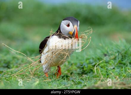 Puffin (Fratercula arctica) raccoglie materiale di nidificazione lunga Island, Treshnish Isles off Mull, Inner Ebrides, Scozia, luglio 1998 Foto Stock