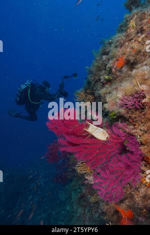 Capsula di uovo di nido (Scyliorhinus stellaris) su frusta di mare violenta (Paramuricea clavata) con polipi aperti nel Mar Mediterraneo vicino Foto Stock