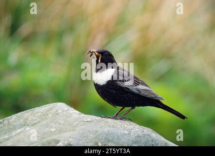 Ring Ouzel (Turdus torquatus) maschio che porta preda invertabrate a giovani nel nido, Lammermuir Hills, Berwickshire, Scozia, maggio 1986 Foto Stock