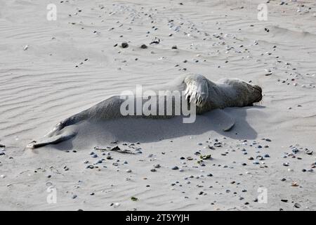 Foca del porto morto (Phoca vitulina) sulla spiaggia nella riserva naturale dell'isola Frisia orientale di Norderney, Mare del Nord, bassa Sassonia, Germania Foto Stock