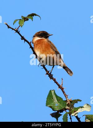 A male Stonechat (Saxicola rubicola) nelle colline Cotswold, Gloucestershire, Regno Unito Foto Stock