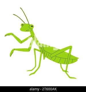 Stile piatto vettoriale Green mantis su sfondo bianco. Illustrazione vettoriale. Grande insetto predatore. Illustrazione Vettoriale