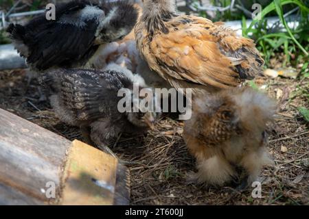 Gruppo di pulcini Bantam nel cortile . Foto di alta qualità Foto Stock