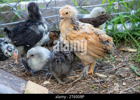 Gruppo di pulcini Bantam nel cortile . Foto di alta qualità Foto Stock