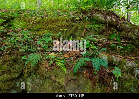 Gnomi trovati seduti sul masso con vegetazione all'ombra nella foresta in tarda estate Foto Stock