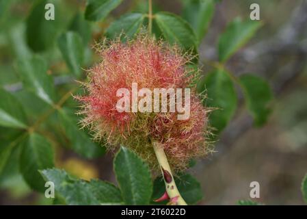 Diplolepsis rosae, gall bedeguar di rosa, nota anche come vespa bedeguar, pincushion di Robin, zuppa di rosa muschiata o zuppa che cresce su rosa canina Foto Stock