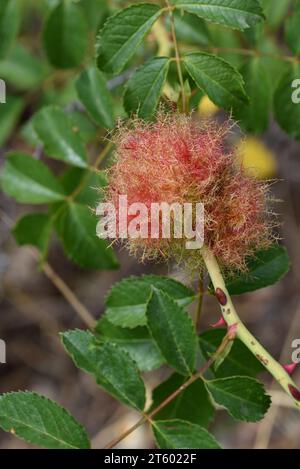 Diplolepsis rosae, gall bedeguar di rosa, nota anche come vespa bedeguar, pincushion di Robin, zuppa di rosa muschiata o zuppa che cresce su rosa canina Foto Stock