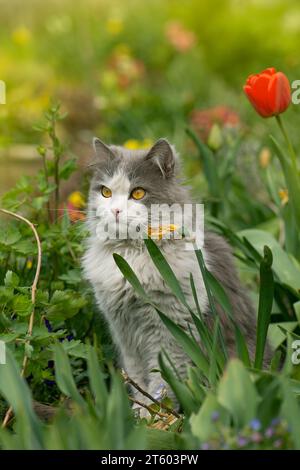 Portare il gatto in modo sicuro all'aperto. Attività fisica dei gatti all'aperto in giardino. Foto dei gatti all'aperto. Foto Stock