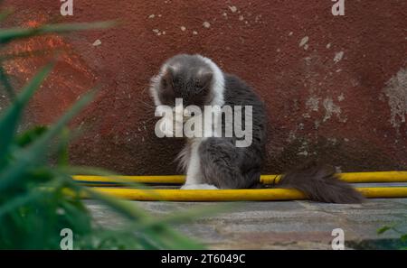 Leccare il gatto e rimuovere polvere e odori estranei dal corpo. Si lavano i gatti all'aperto nel giardino primaverile. Foto Stock