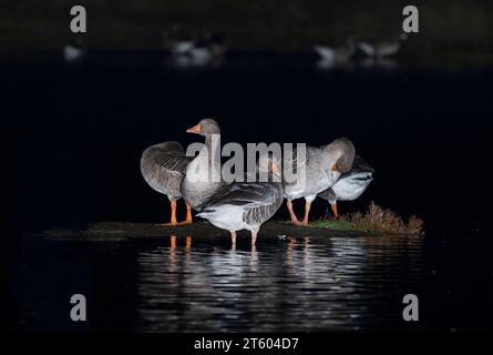 Oche Greylag di notte si aggirano sulle paludi di Tetney nel Lincolnshire. REGNO UNITO Foto Stock