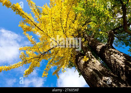 Maidenhair Tree l'albero Ginkgo biloba diventa giallo in autunno. Decorazioni ornamentali e vivaci fogliame in Sunny Day Sun Weather Blue Sky Foto Stock