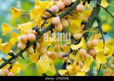 Ginkgo Seeds foglie di bacche di Ginkgo biloba su Maidenhair ramo albero Autunno foglie gialle diventano frutti gialli novembre Foto Stock