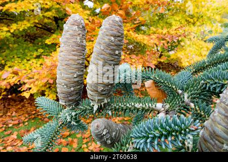 Fir spagnolo, coni, Autunno cono Abies, Foliage, colorato Abies pinsapo Fastigiata Foto Stock