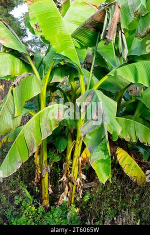 Basho, Japanese Banana, Musa basjoo, Plant, in, giardino, Hardy Banana Giapponese, Foliage, foglie, piante Foto Stock