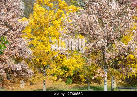 Autunno, Pecan Tree, Carya illinoinensis tra due paludi Quercia Bianca, Trees, Quercus bicolor, Autunno Foto Stock