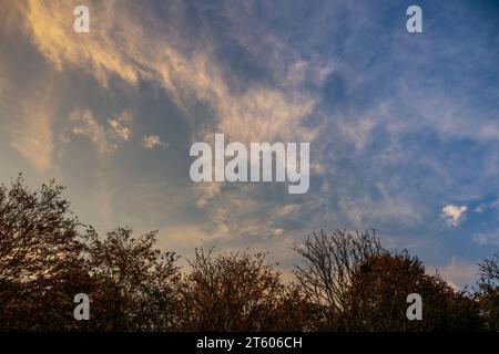 Paesaggio nuvoloso serale con alberi. Nuvole cirrus bianche di alto livello con sfumature gialle su un cielo blu. Orientamento orizzontale. Foto Stock