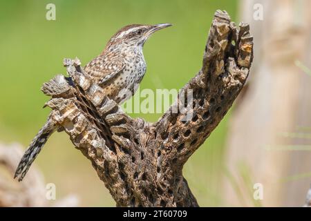 Cactus Wren, Campylorhynchus brunneicapillus, nel deserto dell'Arizona. Foto Stock