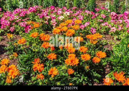 Gazinia "Gazoo Clear Orange", Gazania rigens, al Mercer Arboretum e ai Giardini Botanici di Spring, Texas. Foto Stock