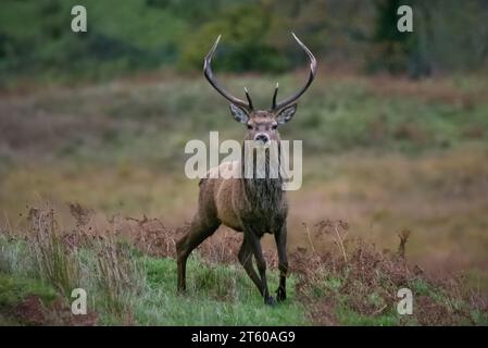 Cervo cervo (Cervus elaphus) a Caim, Ardnamurchan, Scozia, Regno Unito. Foto Stock