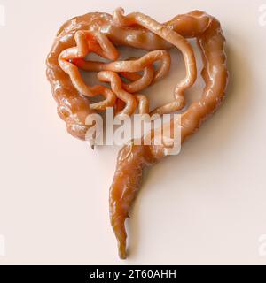 Rendering 3D realistico dell'intestino tenue e crasso umano su sfondo bianco Rendering 3D. Foto Stock