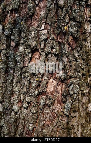 Questa immagine ravvicinata evidenzia magnificamente la corteccia di legno testurizzata di un albero di pera, adornata con la crescita del lichene, offrendo un'accattivante esposizione di natu Foto Stock